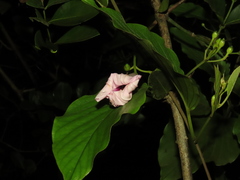 Ipomoeeae