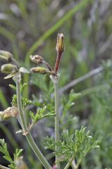 Pelargonium dolomiticum