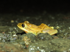 Polypedates maculatus