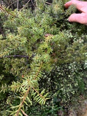 Podocarpus acutifolius