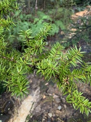 Podocarpus acutifolius