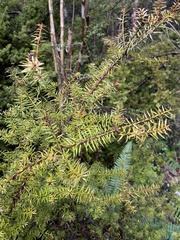 Podocarpus acutifolius