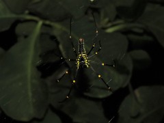 Nephila pilipes