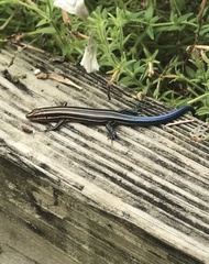 Plestiodon fasciatus