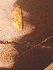 Polygrammodes eleuata