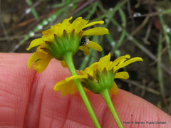 Euryops laxus