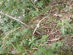 Elymus caninus