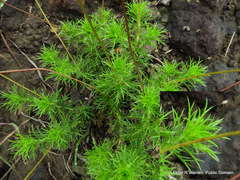 Euryops laxus