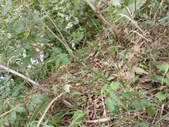 Elymus caninus