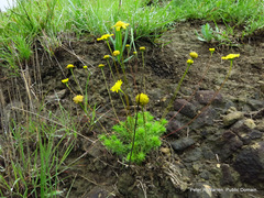 Euryops laxus