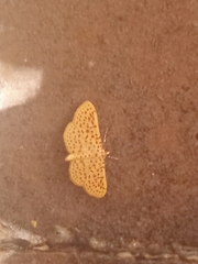 Polygrammodes eleuata
