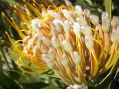 Leucospermum erubescens