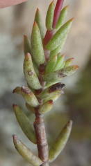 Crassula biplanata