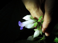 Strobilanthes heyneana