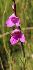 Disa racemosa
