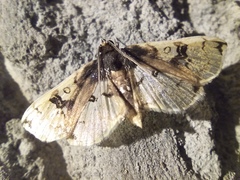 Compacta hirtalis