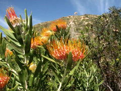Leucospermum erubescens