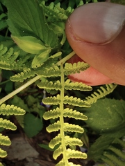Macrothelypteris