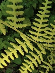 Macrothelypteris