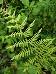 Macrothelypteris