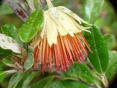 Diplolaena dampieri