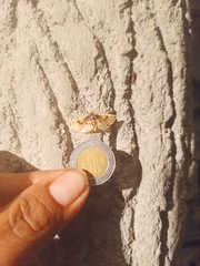 Compacta hirtalis