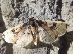 Compacta hirtalis