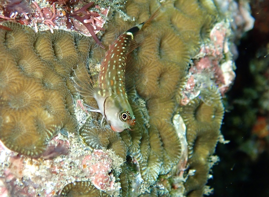 Monocle Coralblenny (Ecsenius monoculus) - Marine Life Identification