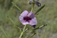 Sesamum triphyllum triphyllum
