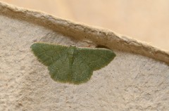 Phaiogramma faustinata