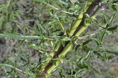 Sesamum triphyllum triphyllum