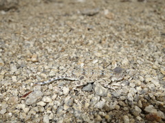 Phrynocephalus helioscopus