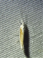 Ypsolopha gerdanella