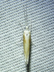 Ypsolopha gerdanella