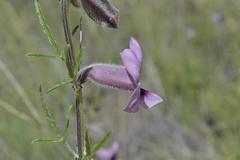 Sesamum triphyllum triphyllum