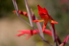 Gladiolus vandermerwei