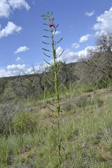 Sesamum triphyllum triphyllum