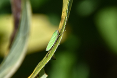 Draeculacephala noveboracensis