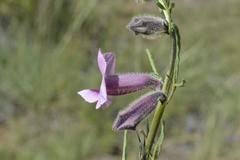 Sesamum triphyllum triphyllum