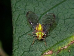 Paricana