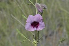 Sesamum triphyllum triphyllum