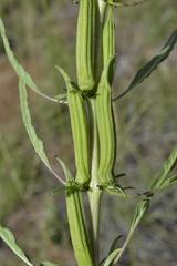 Sesamum triphyllum triphyllum