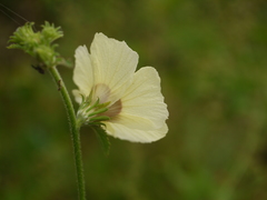Hibiscus hispidissimus