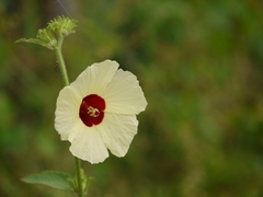 Hibiscus hispidissimus