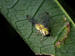 Paricana