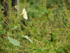 Hibiscus hispidissimus