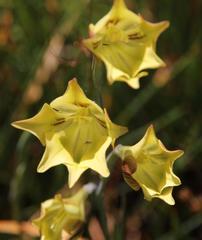 Gladiolus tristis
