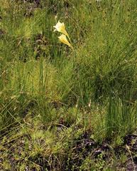 Gladiolus tristis