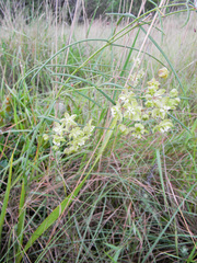 Asclepias praemorsa