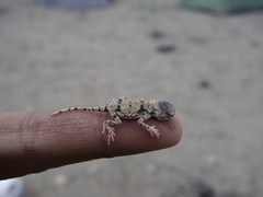 Phrynocephalus helioscopus